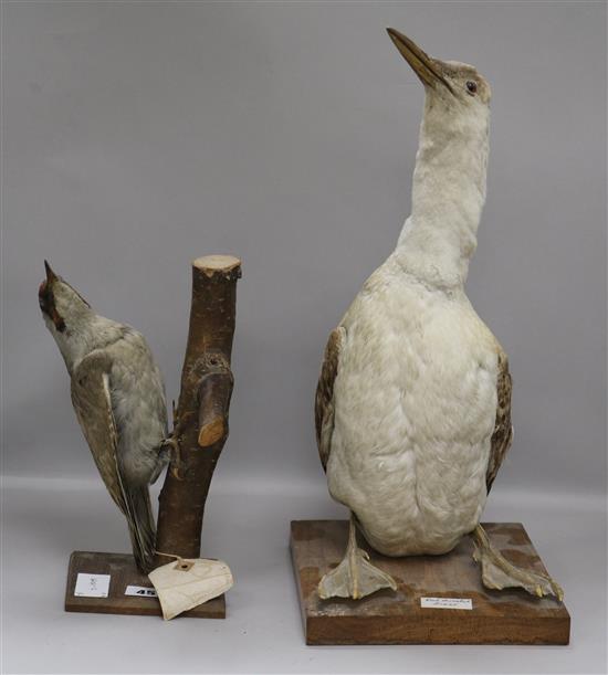 A Green Woodpecker and a Red-throated Diver tallest 46cm